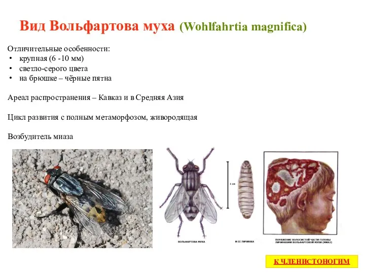 Вид Вольфартова муха (Wohlfahrtia magnifica) К ЧЛЕНИСТОНОГИМ Отличительные особенности: крупная