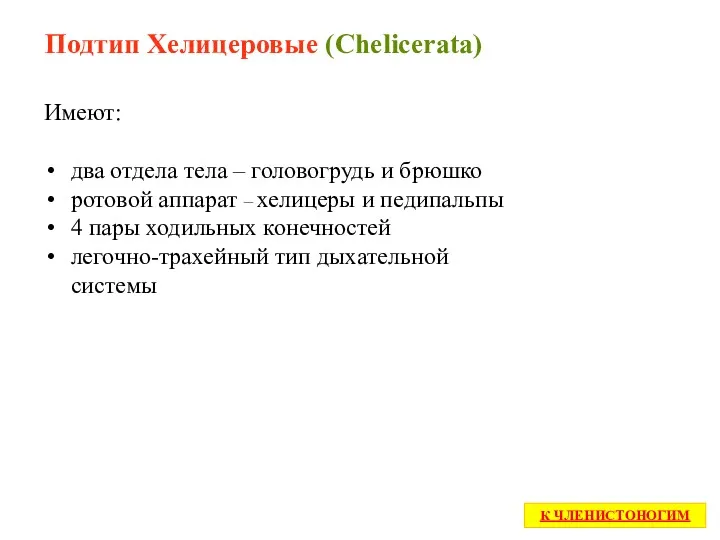 Подтип Хелицеровые (Chelicerata) Имеют: два отдела тела – головогрудь и