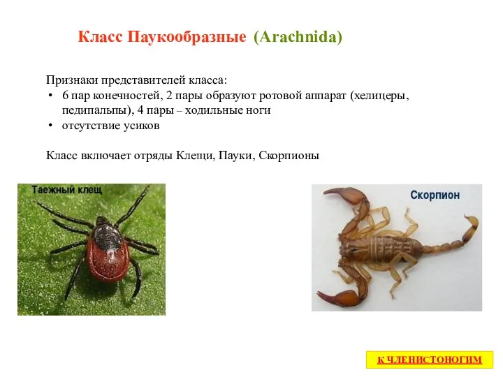Класс Паукообразные (Arachnida) Признаки представителей класса: 6 пар конечностей, 2