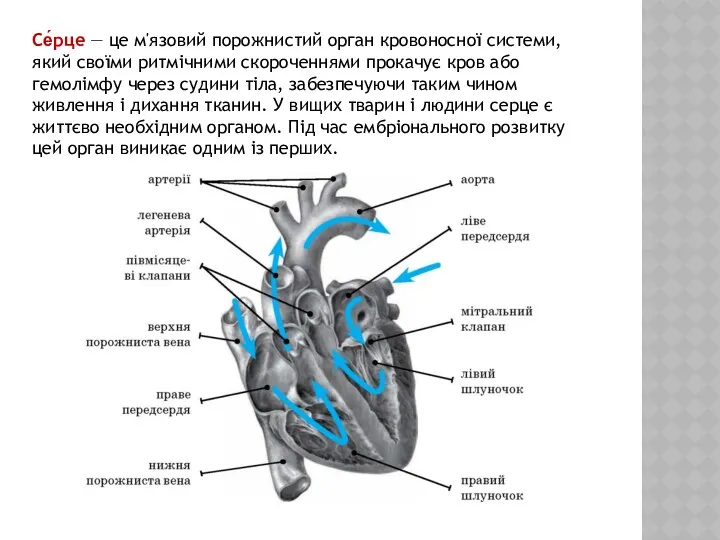 Се́рце — це м'язовий порожнистий орган кровоносної системи, який своїми