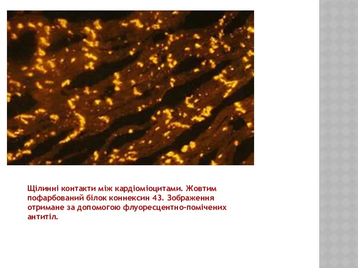 Щілинні контакти між кардіоміоцитами. Жовтим пофарбований білок коннексин 43. Зображення отримане за допомогою флуоресцентно-помічених антитіл.