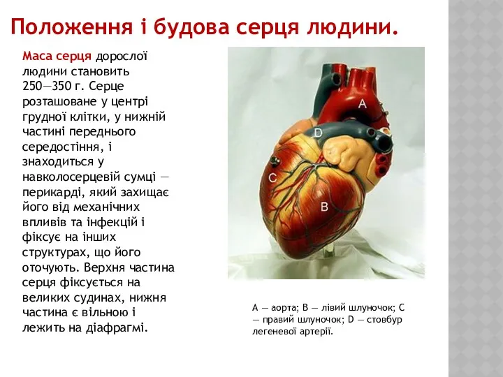 Положення і будова серця людини. Маса серця дорослої людини становить