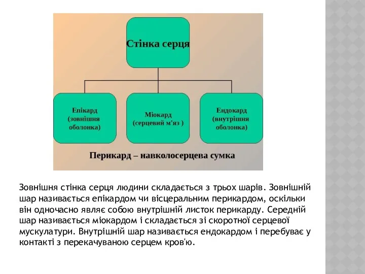 Зовнішня стінка серця людини складається з трьох шарів. Зовнішній шар