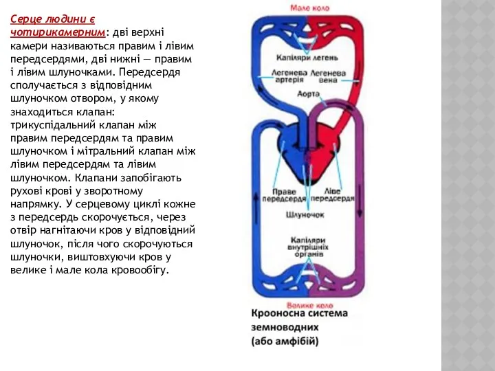 Серце людини є чотирикамерним: дві верхні камери називаються правим і