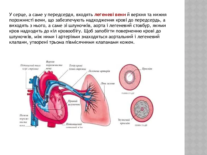 У серце, а саме у передсердя, входять легеневі вени й