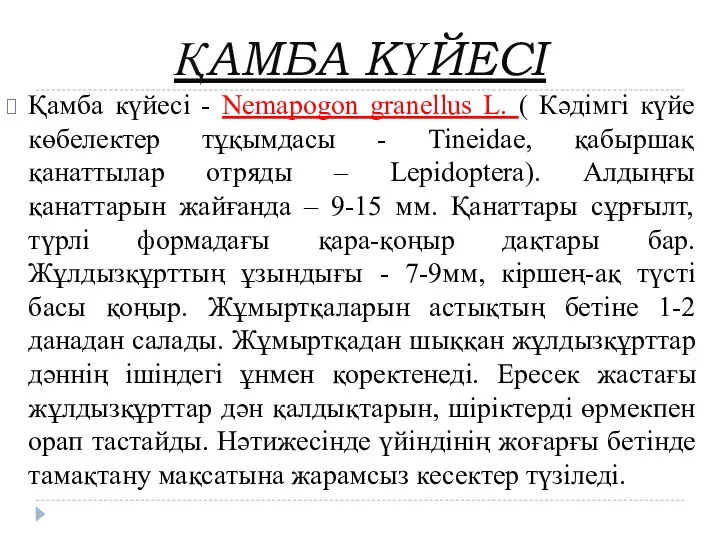 ҚАМБА КҮЙЕСІ Қамба күйесі - Nemapogon granellus L. ( Кәдімгі