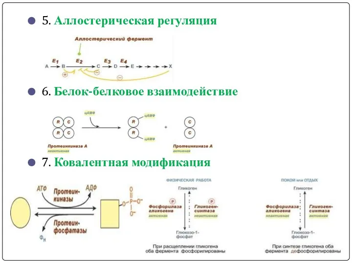 5. Аллостерическая регуляция 6. Белок-белковое взаимодействие 7. Ковалентная модификация