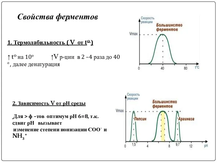 Свойства ферментов 1. Термолабильность ( V от to ) ↑