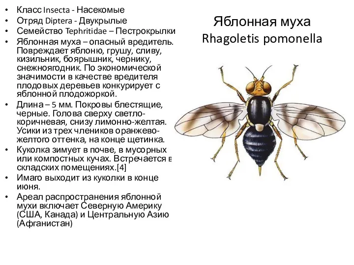 Яблонная муха Rhagoletis pomonella Класс Insecta - Насекомые Отряд Diptera