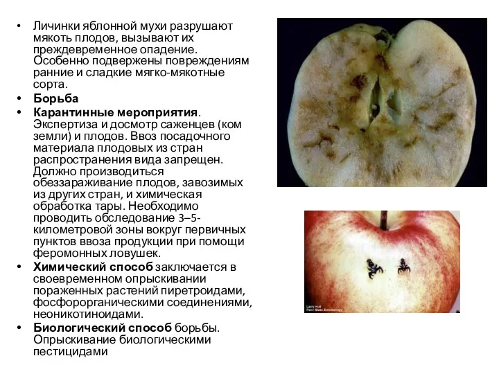 Личинки яблонной мухи разрушают мякоть плодов, вызывают их преждевременное опадение.