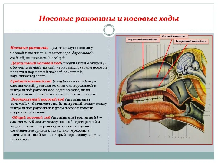 Носовые раковины и носовые ходы Носовые раковины делят каждую половину