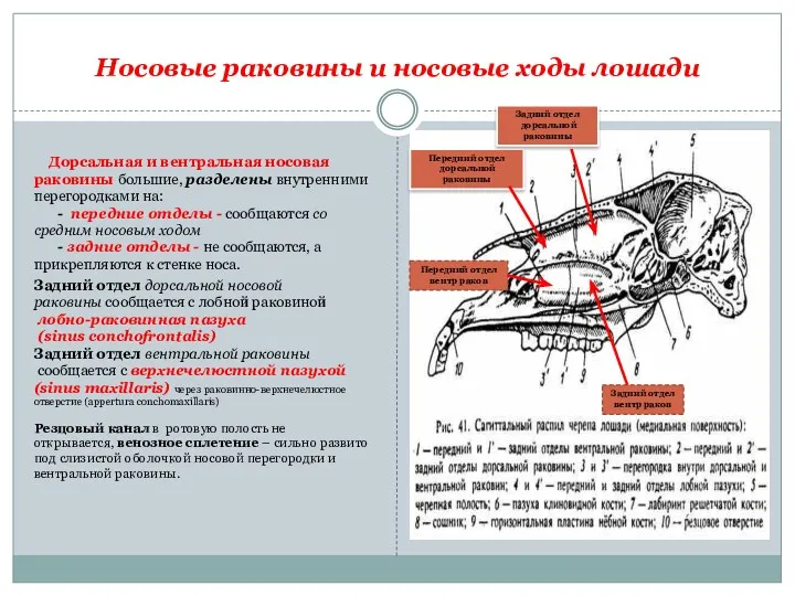 Носовые раковины и носовые ходы лошади Дорсальная и вентральная носовая