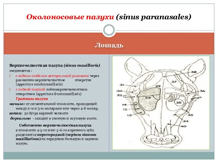 Лошадь Верхнечелюстная пазуха (sinus maxillaris) соединяется : с задним отделом