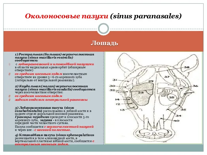 Лошадь 1) Ростральная (большая) верхнечелюстная пазуха (sinus maxillaris rostralis) сообщается: