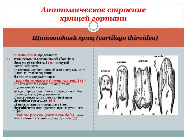 Щитовидный хрящ (cartilago thiroidea) гиалиновый, представлен хрящевой пластинкой (lamina dextra