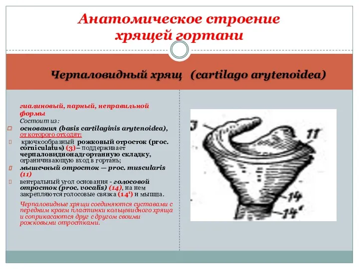 Черпаловидный хрящ (cartilago arytenoidea) гиалиновый, парный, неправильной формы Состоит из: