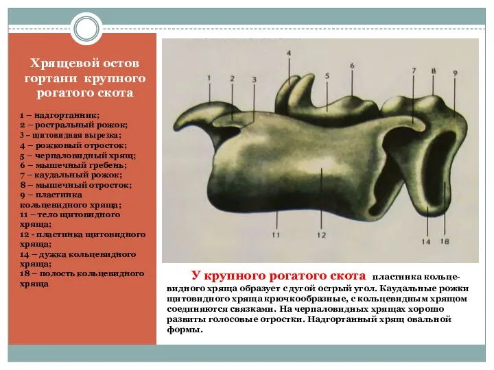 У крупного рогатого скота пластинка кольце-видного хряща образует с дугой