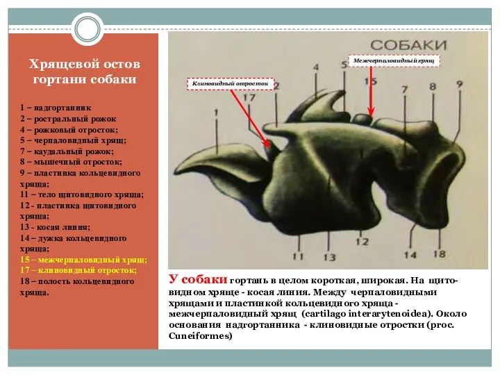 У собаки гортань в целом короткая, широкая. На щито-видном хряще