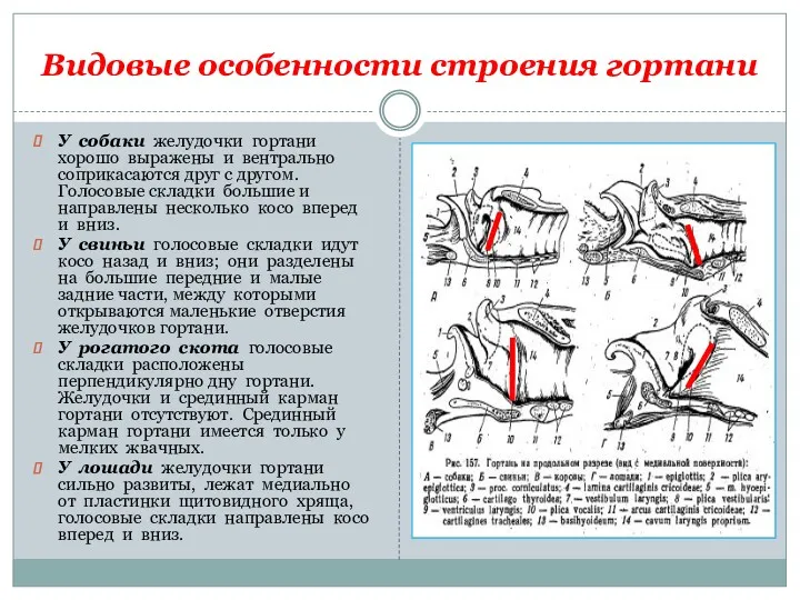 Видовые особенности строения гортани У собаки желудочки гортани хорошо выражены