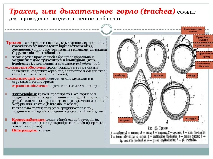 Трахея, или дыхательное горло (trachea) служит для проведения воздуха в