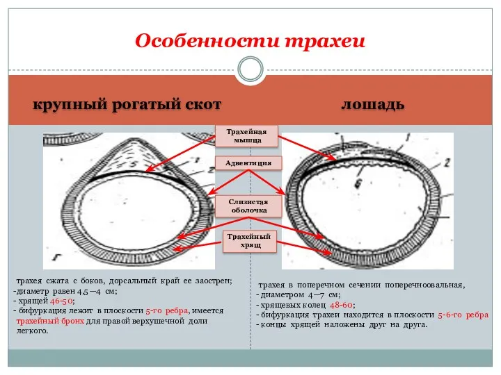 крупный рогатый скот лошадь Особенности трахеи трахея сжата с боков,