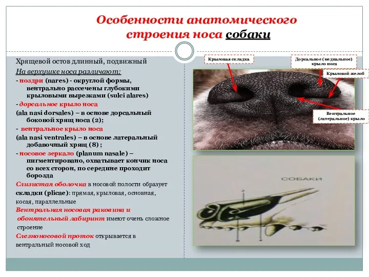 Особенности анатомического строения носа собаки Хрящевой остов длинный, подвижный На
