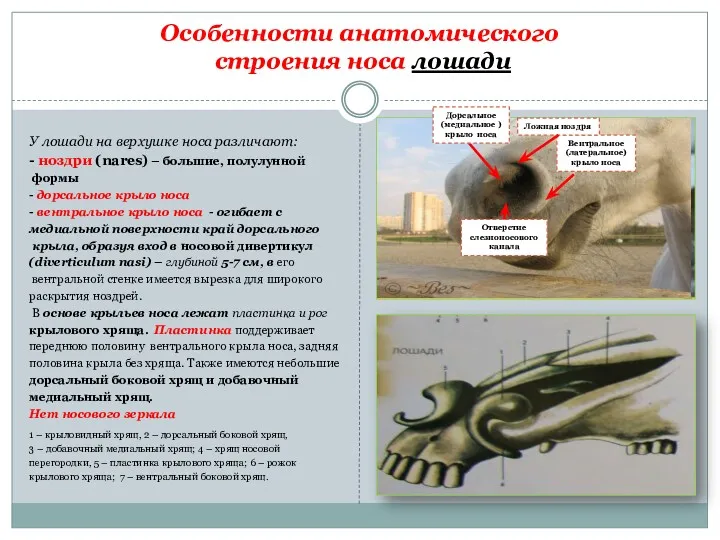 Особенности анатомического строения носа лошади У лошади на верхушке носа