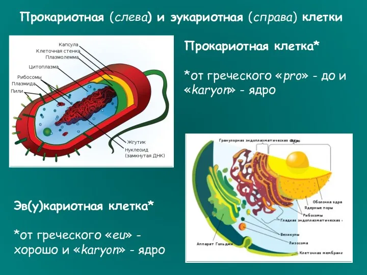 Прокариотная клетка* *от греческого «pro» - до и «karyon» -