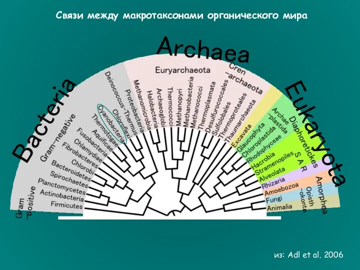 из: Adl et al. 2006 Связи между макротаксонами органического мира