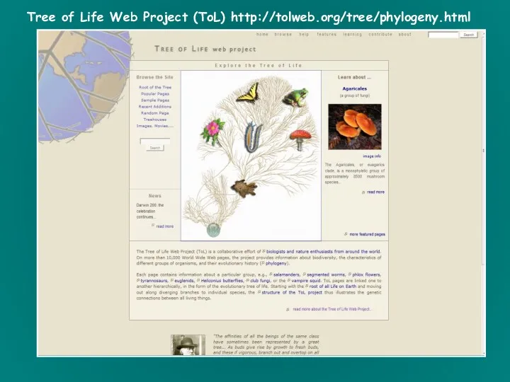 Tree of Life Web Project (ToL) http://tolweb.org/tree/phylogeny.html