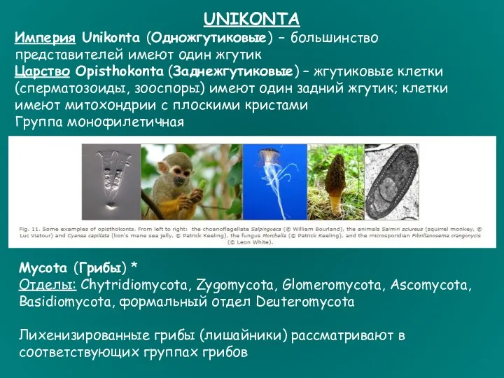 UNIKONTA Империя Unikonta (Одножгутиковые) – большинство представителей имеют один жгутик