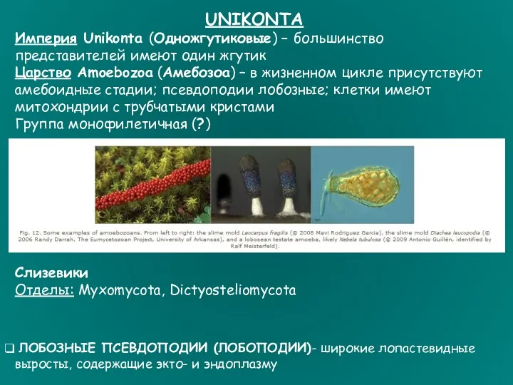 Слизевики Отделы: Myxomycota, Dictyosteliomycota UNIKONTA Империя Unikonta (Одножгутиковые) – большинство
