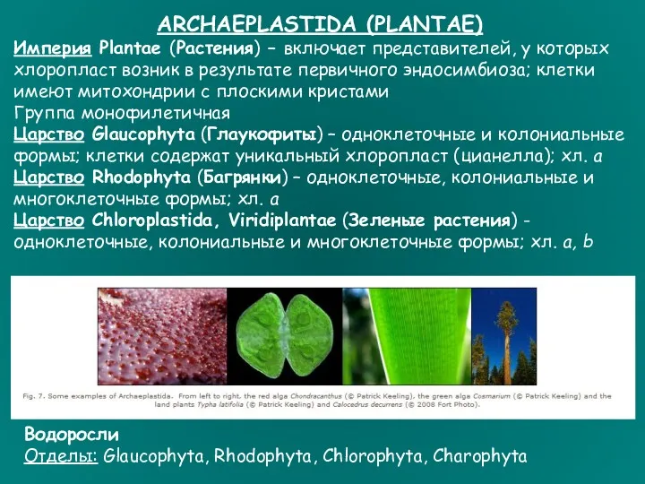 ARCHAEPLASTIDA (PLANTAE) Империя Plantae (Растения) – включает представителей, у которых