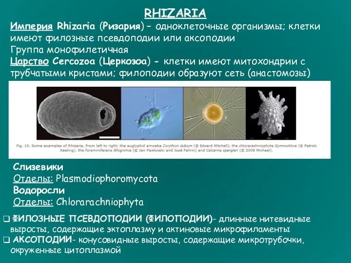 RHIZARIA Империя Rhizaria (Ризария) – одноклеточные организмы; клетки имеют филозные