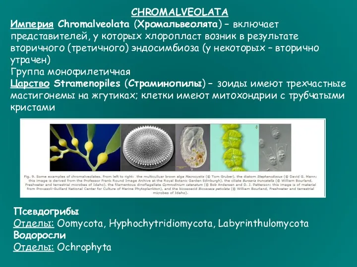 CHROMALVEOLATA Империя Chromalveolata (Хромальвеолята) – включает представителей, у которых хлоропласт