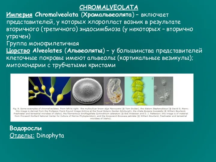 CHROMALVEOLATA Империя Chromalveolata (Хромальвеолята) – включает представителей, у которых хлоропласт