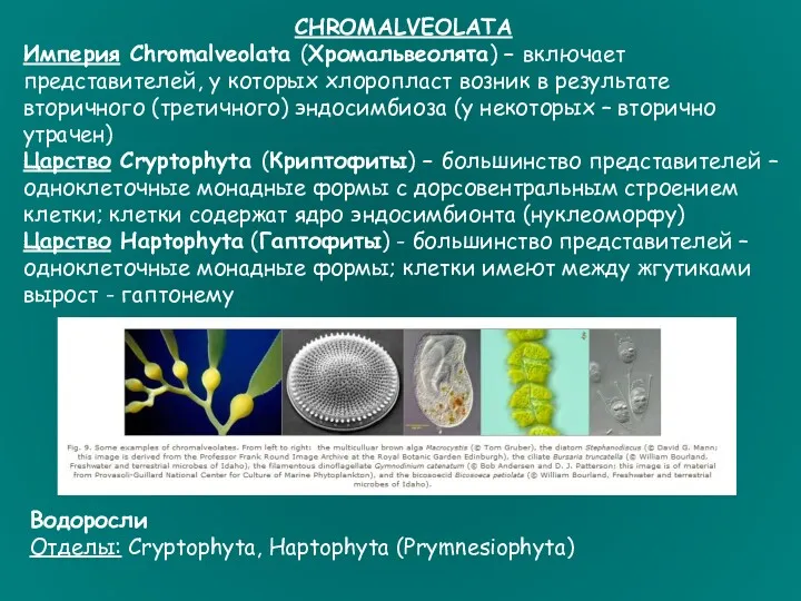 CHROMALVEOLATA Империя Chromalveolata (Хромальвеолята) – включает представителей, у которых хлоропласт