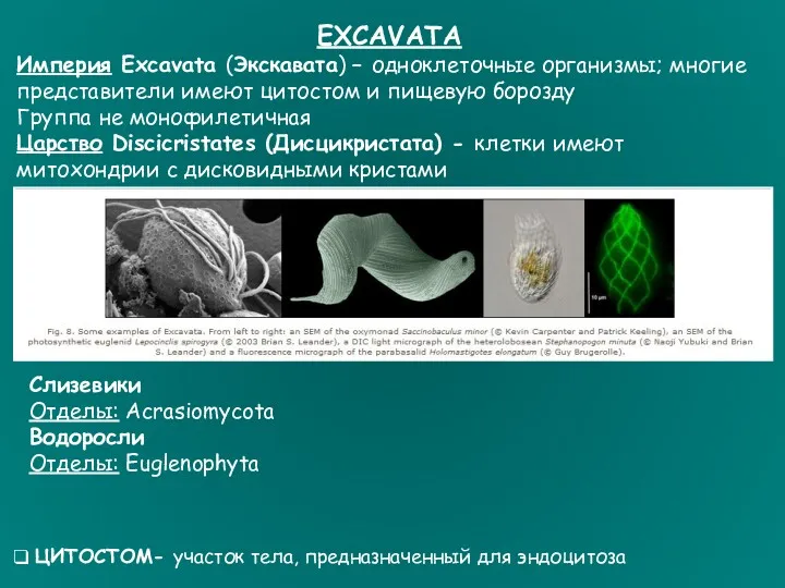 EXCAVATA Империя Excavata (Экскавата) – одноклеточные организмы; многие представители имеют