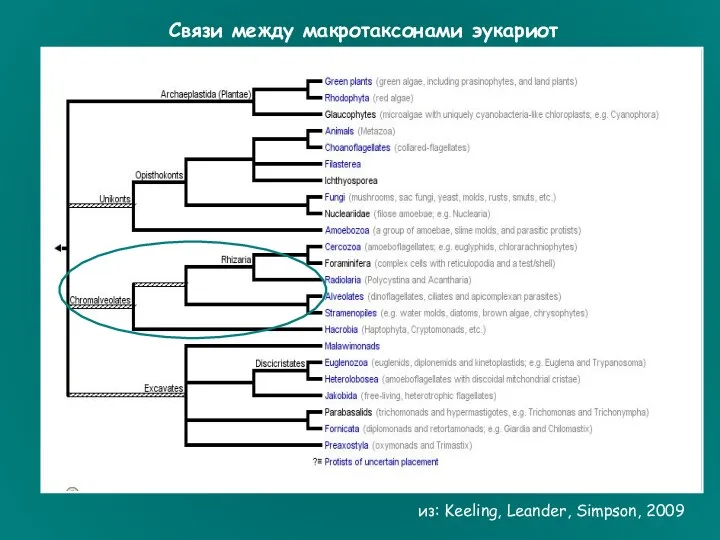 из: Keeling, Leander, Simpson, 2009 Связи между макротаксонами эукариот