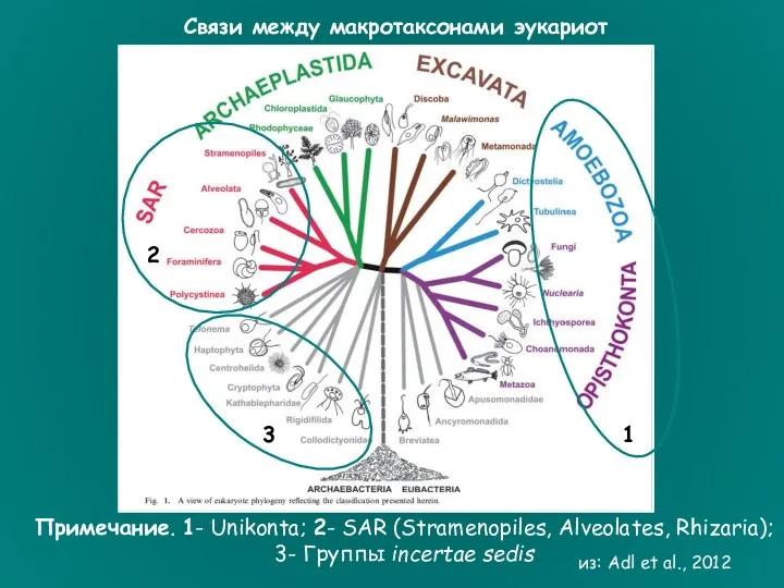 Примечание. 1- Unikonta; 2- SAR (Stramenopiles, Alveolates, Rhizaria); 3- Группы