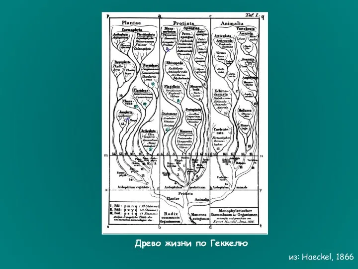 Древо жизни по Геккелю из: Haeckel, 1866 * * * * * * * *