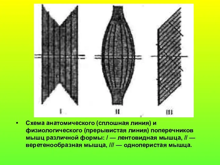 Схема анатомического (сплошная линия) и физиологического (прерывистая линия) поперечников мышц