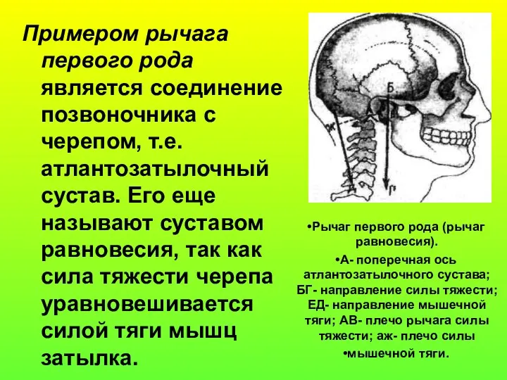 Примером рычага первого рода является соединение позвоночника с черепом, т.е.