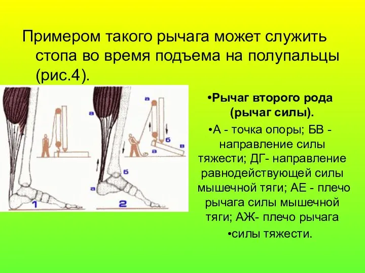 Примером такого рычага может служить стопа во время подъема на