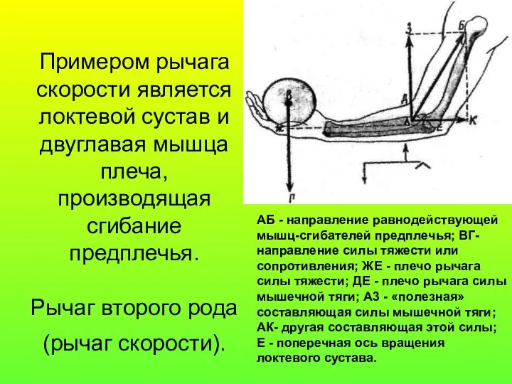 Примером рычага скорости является локтевой сустав и двуглавая мышца плеча,