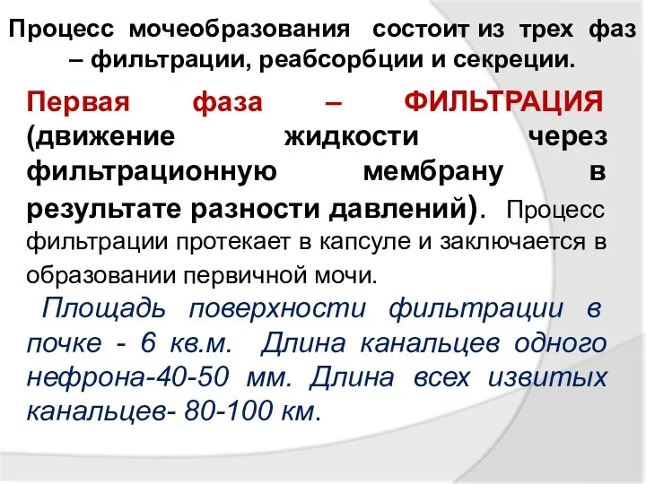 Процесс мочеобразования состоит из трех фаз – фильтрации, реабсорбции и