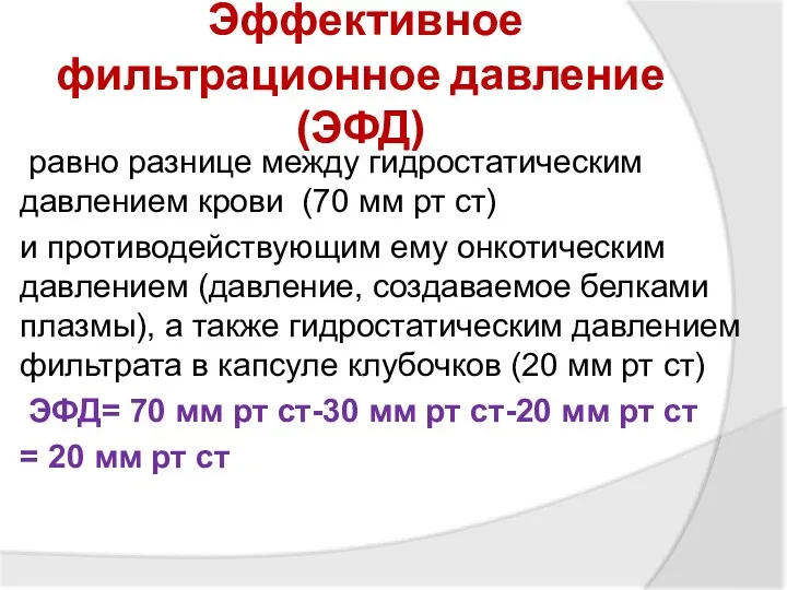 Эффективное фильтрационное давление (ЭФД) равно разнице между гидростатическим давлением крови