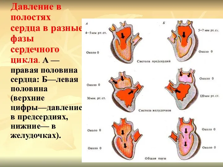 Давление в полостях сердца в разные фазы сердечного цикла. А