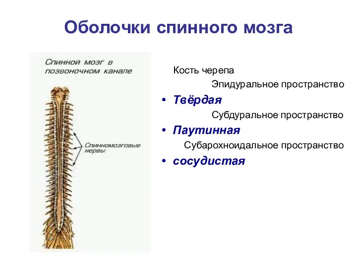 Оболочки спинного мозга Кость черепа Эпидуральное пространство Твёрдая Субдуральное пространство Паутинная Субарохноидальное пространство сосудистая