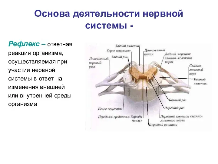 Основа деятельности нервной системы - Рефлекс – ответная реакция организма,